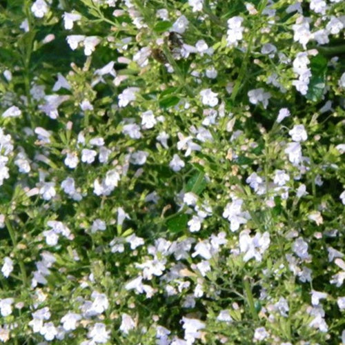 Bergsteentijm White Cloud - Calamintha nepeta white cloud - Tuinplanten