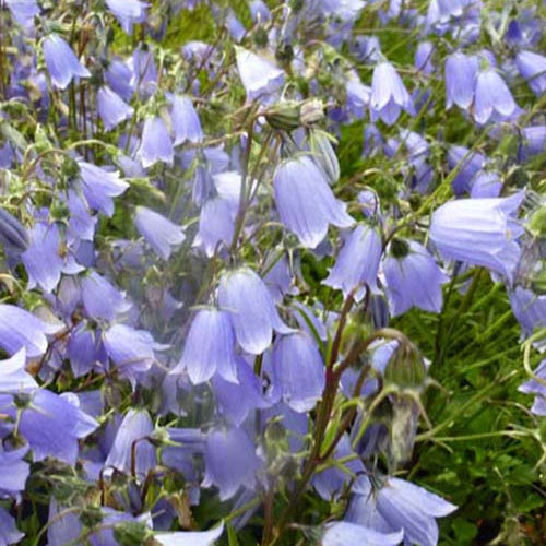 Klokjesbloem fluette - Bakker