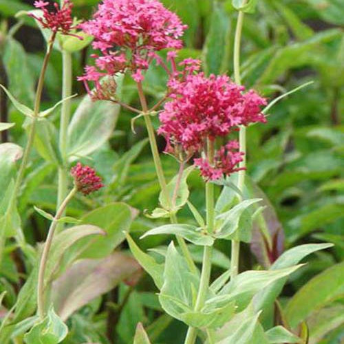 Slangebaard Coccineus (x3) - Centranthus ruber coccineus - Tuinplanten