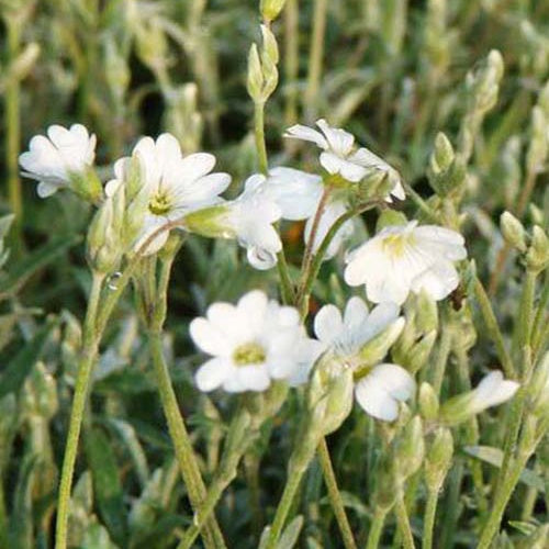 Hoornbloem (x3) - Cerastium biebersteinii - Tuinplanten