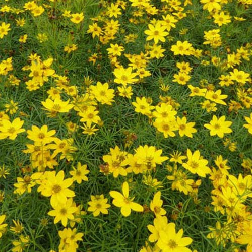 Meisjesogen Zagreb (x3) - Coreopsis verticillata zagreb - Tuinplanten