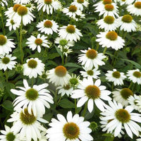 Zonnehoed Powwow White - Echinacea purpurea pas709018 powwow white ( powwow - Tuinplanten