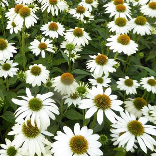 Zonnehoed Powwow White - Bakker