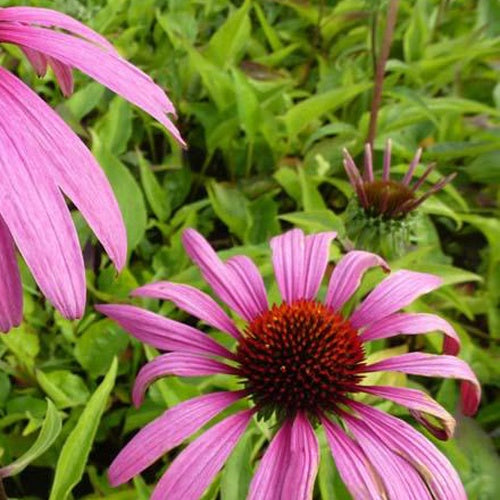 Zonnehoed Rubinstern Zonnehoed - Echinacea purpurea rubinstern - Tuinplanten