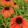 Zonnehoed Tangerine Dream Zonnehoed - Echinacea purpurea tangerine dream - Tuinplanten