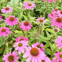 Korenbloem - Echinacea purpurea pas702917 powwow wild berry ( p - Tuinplanten