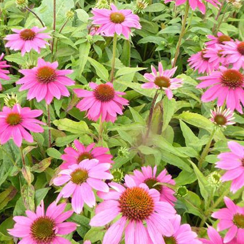 Pow Wow Wild Berry  Korenbloem - Bakker