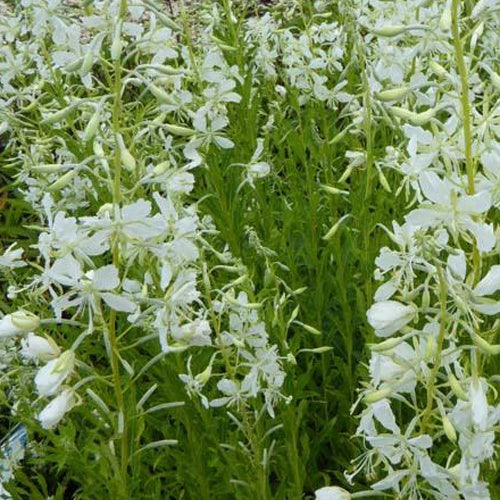 Basterdwederik Saint-Antoine alba - Epilobium angustifolium album - Tuinplanten