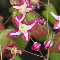 Elfenbloem 'Galadriel' - Epimedium x rubrum galadriel - Tuinplanten