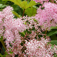 Knolspirea Venusta - Filipendula rubra venusta - Tuinplanten