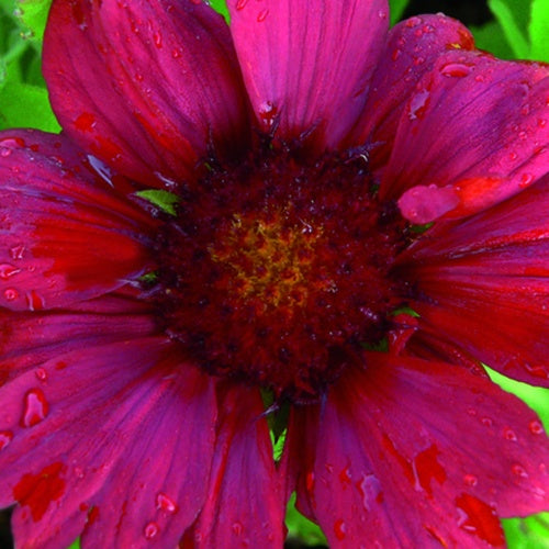 Kokardebloem (x3) - Gaillardia burgunder - Tuinplanten