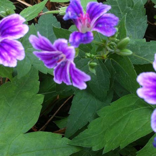 Ooievaarsbek Clos du Coudray - Geranium nodosum clos du coudray - Tuinplanten