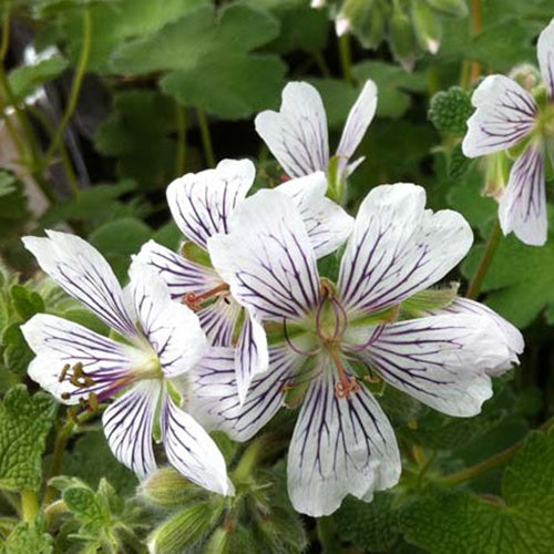 Ooievaarsbek - Geranium renardii - Tuinplanten