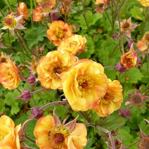 Nagelkruid Alabama Slammer - Geum alabama slammer ( cocktails series ) - Tuinplanten