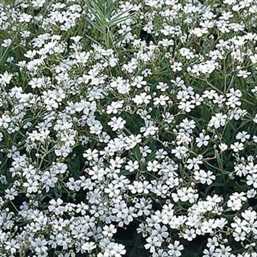 Gipskruid Schneeflocke (x3) - Gypsophila paniculata Schneeflocke - Tuinplanten