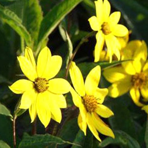 Zonnebloem 'Giganteus' - Helianthus atrorubens giganteus - Tuinplanten