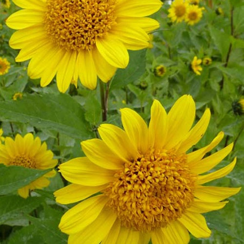 Zonnebloem 'Capenoch Star' - Helianthus decapetalus capenoch star - Tuinplanten