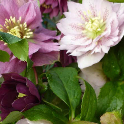 Kerstroos - Helleborus orientalis mixed colors - Tuinplanten