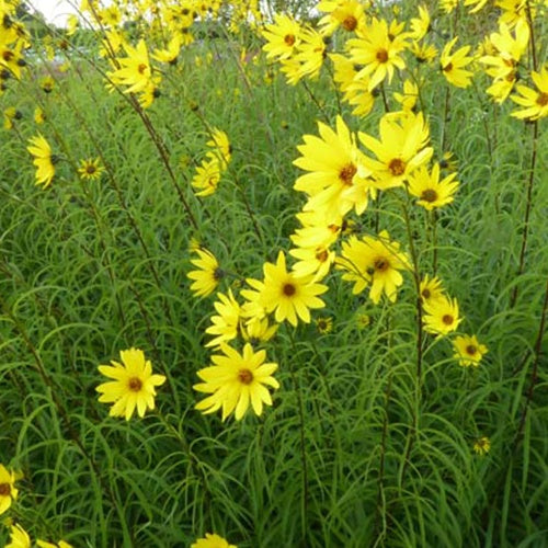 Zonnebloem - Bakker