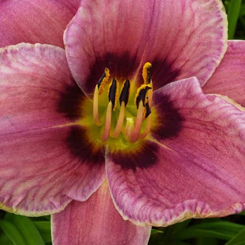 Daglelie Always Afternoon Lys d'un jour - Bakker