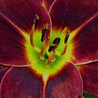 Daglelie Doc Holiday Lys d'un jour - Hemerocallis doc holliday - Tuinplanten