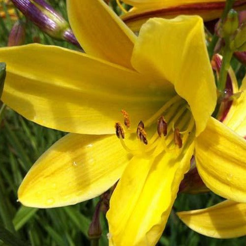 Daglelie Lemon Bells - Bakker
