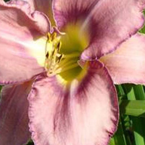 Daglelie Mildred Mitchell Lys d'un jour - Bakker