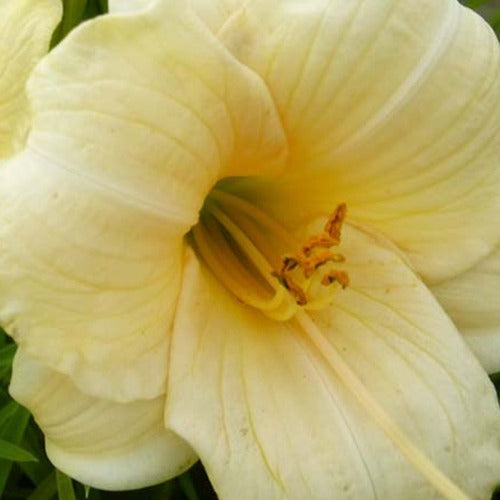 Daglelie Precious D'Oro - Bakker