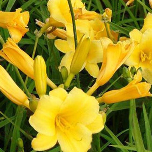 Daglelie 'Stella d'Oro) - Hemerocallis stella de oro - Vaste planten