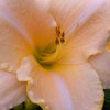 Daglelie Serena Sunburst Lys d'un jour - Hemerocallis serena sunburst - Tuinplanten