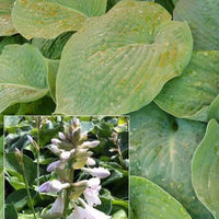 Hartlelie Bressingham blue Funkia - Hosta bressingham blue - Tuinplanten