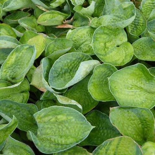 Hartlelie Blue Shadows Funkia - Hosta blue shadows - Tuinplanten