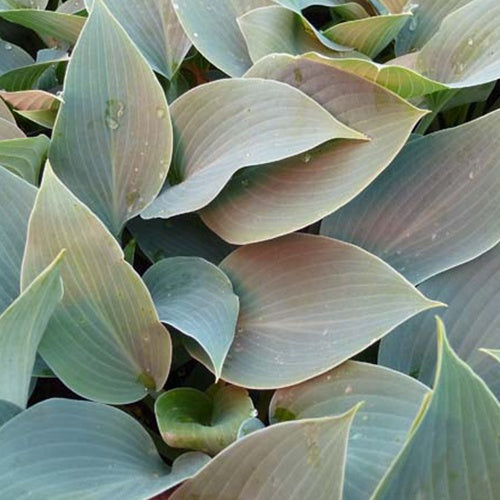 Hartlelie Canadian Blue Funkia - Hosta canadian blue - Tuinplanten