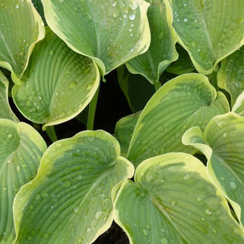 Hartlelie American Halo Funkia - Hosta american halo - Tuinplanten