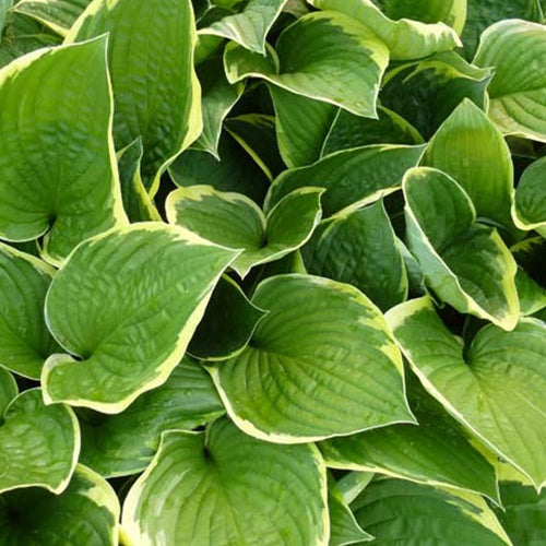 Hartlelie Aureomarginata Funkia - Hosta aureomarginata - Bakker