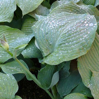 Hartlelie Blue Angel - Hosta hybride blue angel - Bakker