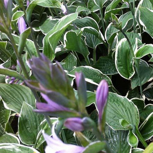 Hartlelie 'Francee' - Hosta hybride francee  - - Vaste planten