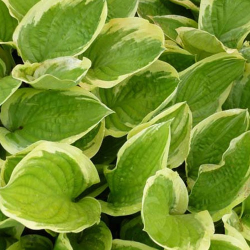 Hartlelie Delta Dawn Funkia - Hosta delta dawn - Bakker