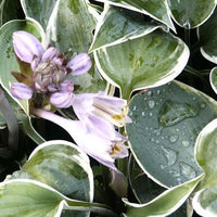 Hartlelie El Nino Funkia - Hosta hybride el nino - Tuinplanten