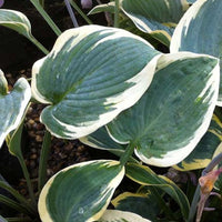 Hartlelie First Frost Funkia - Hosta first frost - Tuinplanten