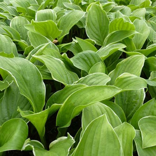 Hartlelie Fragrant Fire Funkia - Hosta fragrant fire - Tuinplanten