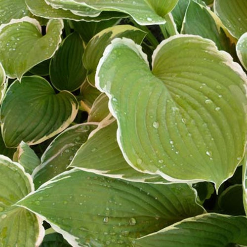 Hartlelie Frosted Jade Funkia - Bakker