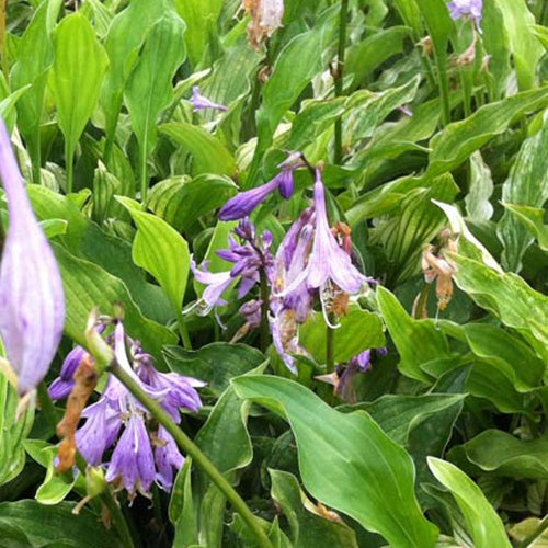 Hartlelie Out House Delight Funkia - Hosta out house delight - Tuinplanten