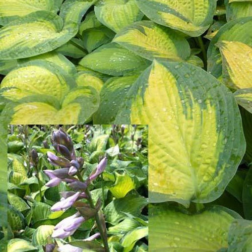 Hartlelie Paul's Glory Funkia - Hosta hybride pauls glory - Tuinplanten