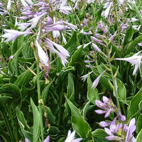 Hartlelie Praying Hands Funkia - Hosta hybride praying hands - Heesters en vaste planten