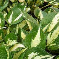 Hartlelie Revolution Funkia - Hosta hybride revolution - Tuinplanten