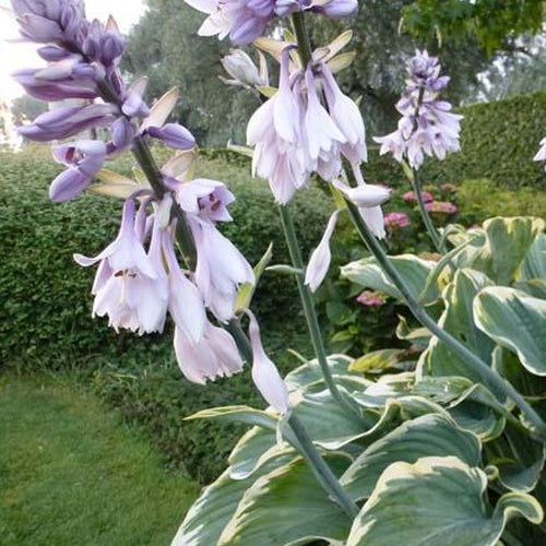 Hartlelie Sagae Funkia - Hosta hybride sagae (fluctuans variegated) co 3 - Tuinplanten