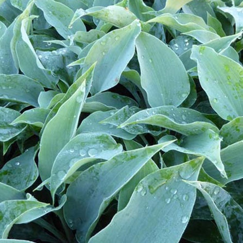 Hartlelie Titanium Funkia - Bakker