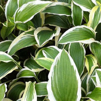 Hartlelie Yellow Splash Rim Funkia - Hosta yellow spash rim - Tuinplanten