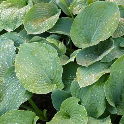 Hartlelie Elegans Funkia sieboldiana - Hosta sieboldiana elegans - Tuinplanten